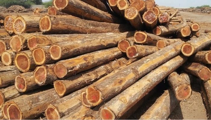 is eucalyptus wood good for outdoor furniture