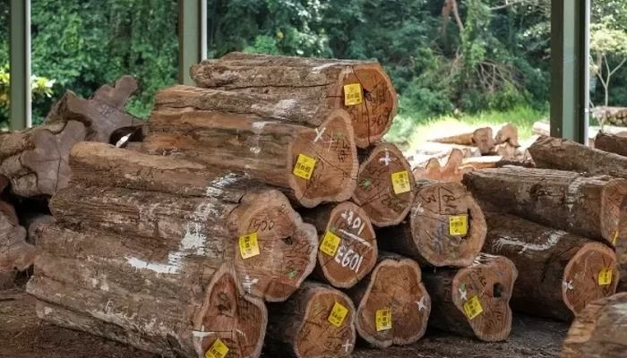 teak wood from jepara indonesia